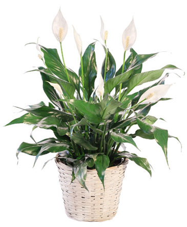 Blooming Peace Lily House Plant in Southfield, MI | Southfield Flowers