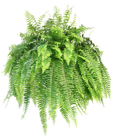 Boston Fern Hanging Plant in Southfield, MI | Southfield Flowers