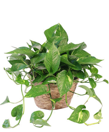 Hanging Golden Pothos House Plant in Southfield, MI | Southfield Flowers