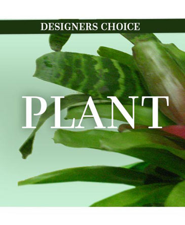 Lovely Plant Designer's Choice in Southfield, MI | Southfield Flowers