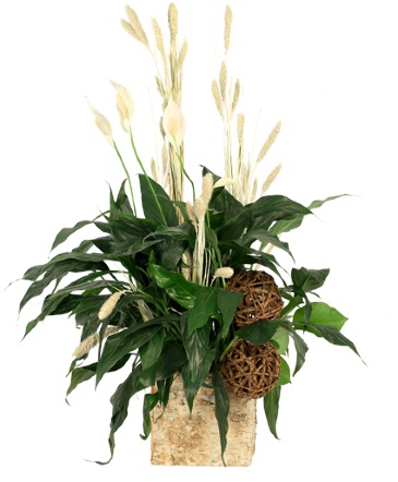 Peace That Passeth House Plants in Southfield, MI | Southfield Flowers