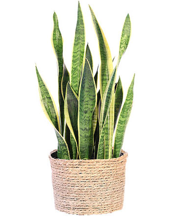 Snake Plant House Plant in Southfield, MI | Southfield Flowers